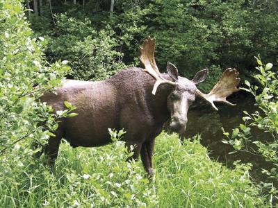Fish and Game - moose loterry opens