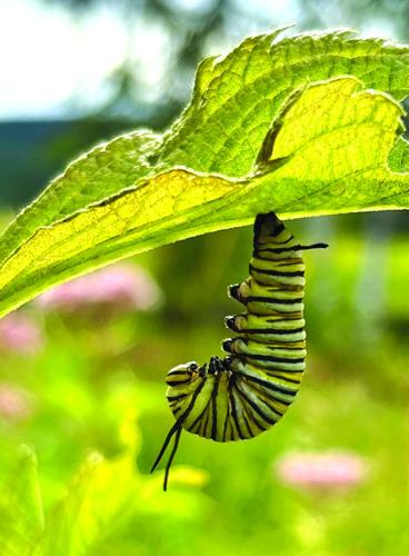 monarch pupa.JPEG