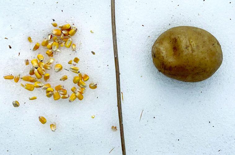 Nordic Tracks - icorn snow or potato snow