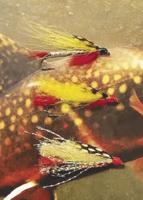 North Country Angling: Who knew trout liked venison?