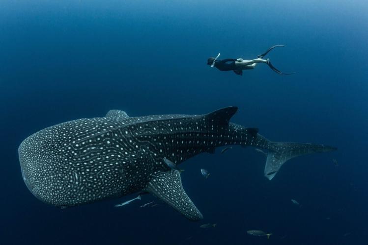Four out of five endangered whale sharks “have human-caused scars”