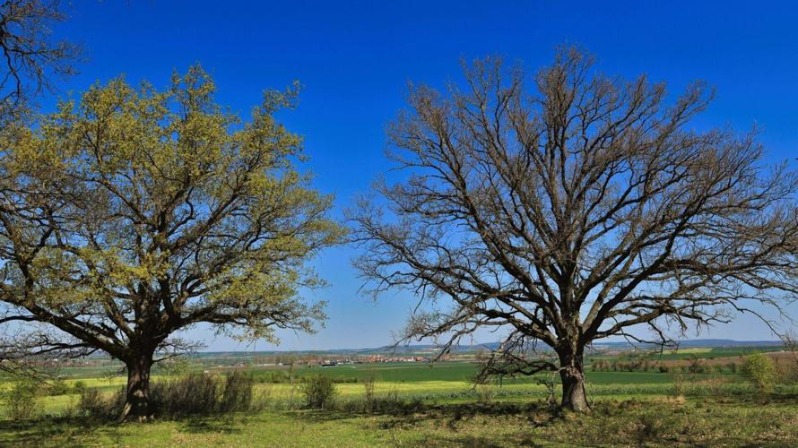 Oak trees delay sprouting leaves to avoid being infested by hungry caterpillars
