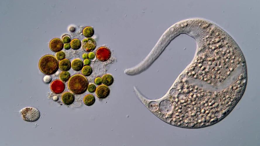 Nikon Small World video contest spans colourful sea slugs to medical imaging