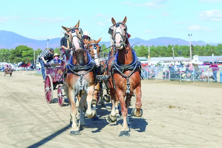 10-04-25 Fryeburg Fair horses head-on wider
