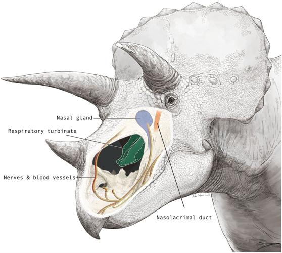 Triceratops had a huge nose to help control its body temperature, suggests study