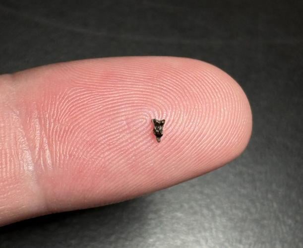 Fossil that would fit on a baby’s fingertip reveals clues about primate evolution