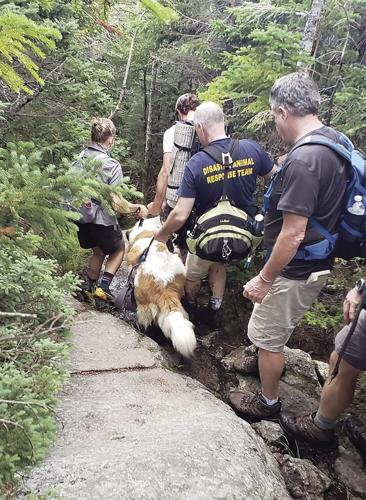 Saint Bernard rescue tight