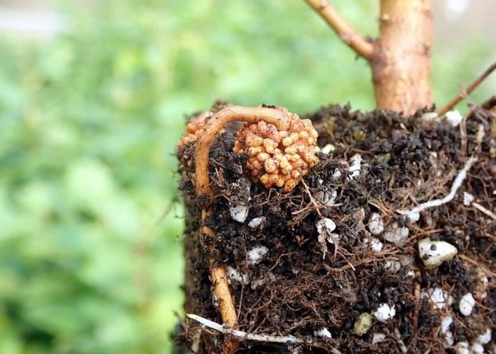 UNH researcher to develop new gene editing tools