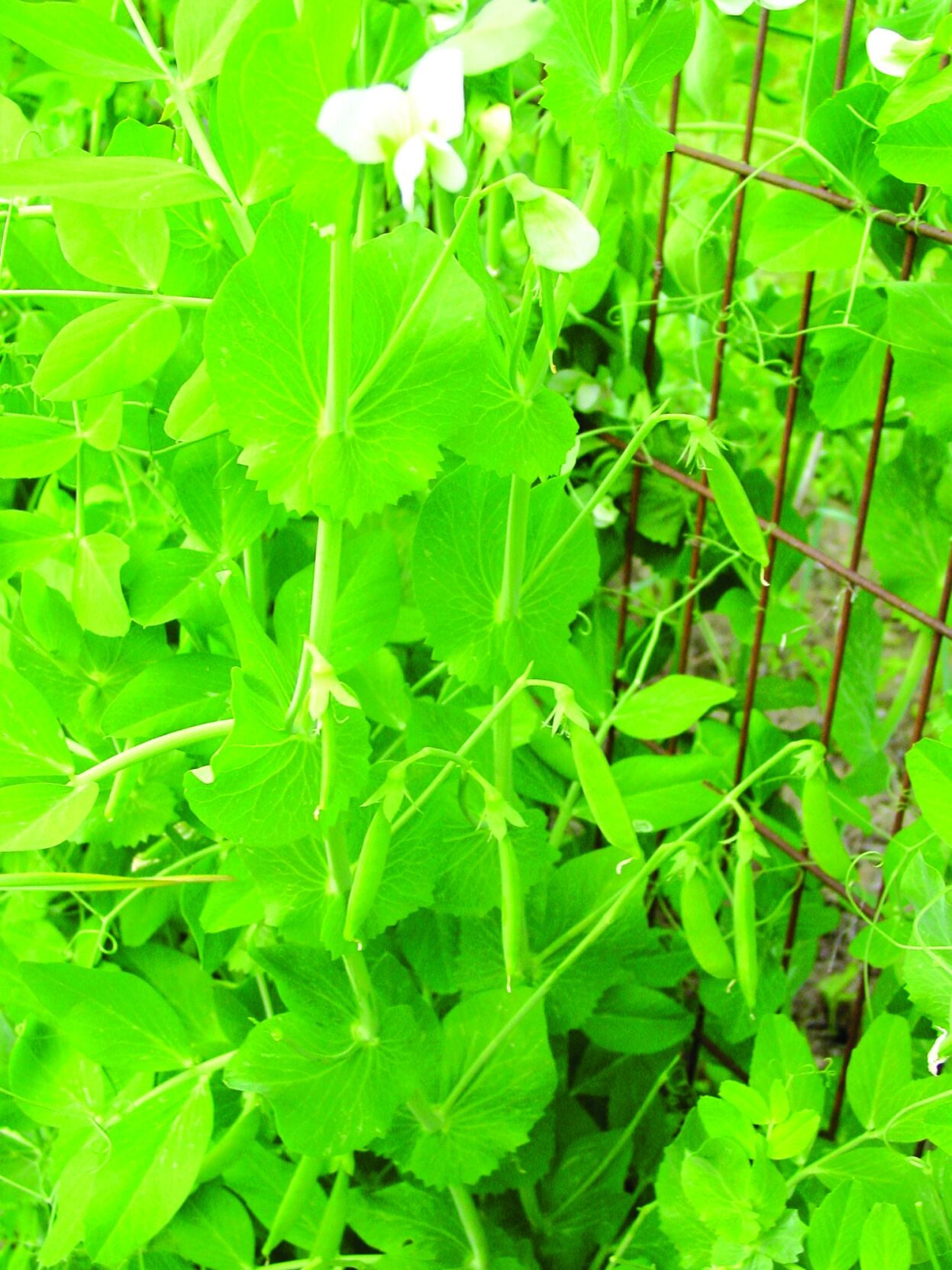 peas.JPG