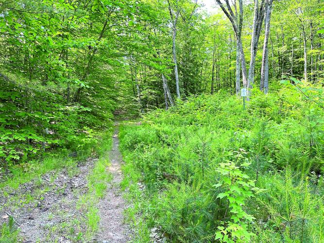 Wheel Family Fun - Gravel Ride to Eaton - upgraded dirt road to grassy single-track