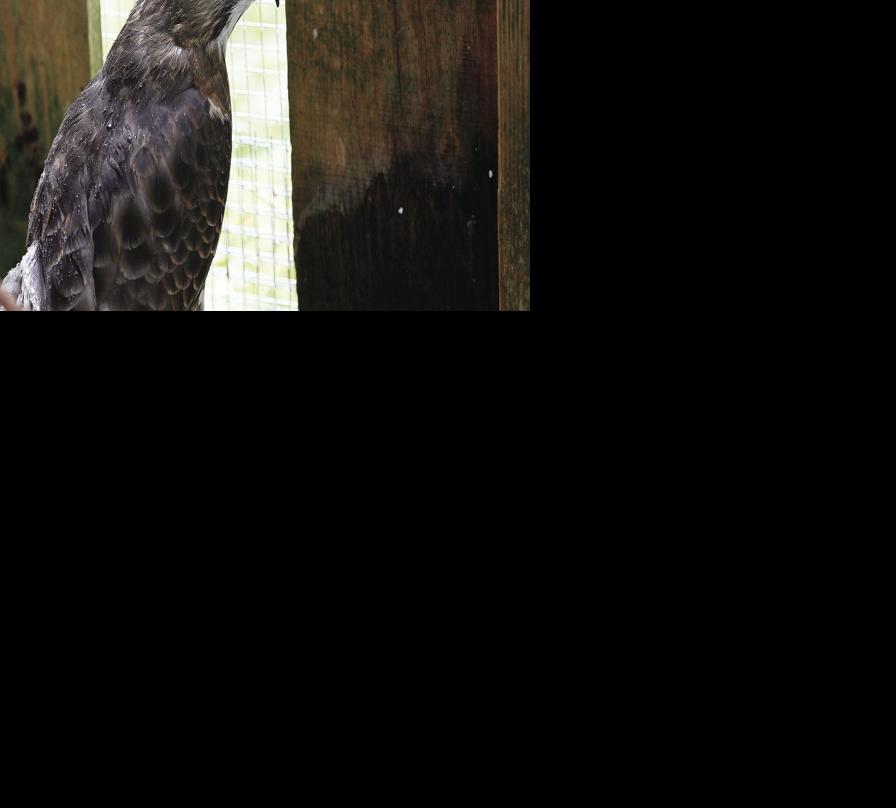Wildlife Center hawk