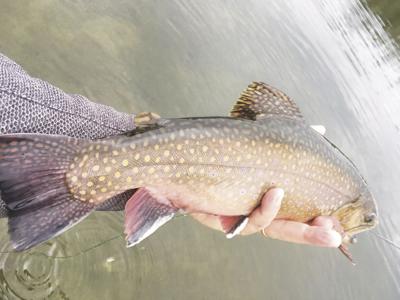 North Country Angling A Fall Trout Fishing Season Fishing Conwaydailysun Com