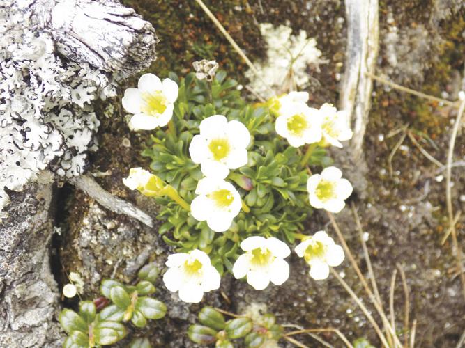 6-22-19 Parsons-Diapensia on Huntington Ravine