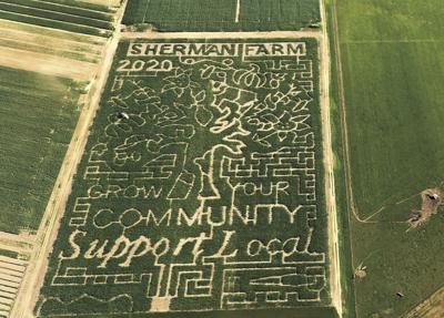maize