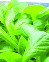 Bridgton Farmers’ Market Recipe: Maple Dijon Vinaigrette