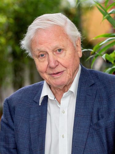 Giant maze’s gorilla design celebrates Sir David Attenborough’s 100th birthday