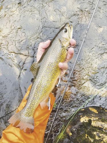 8-7-2021 North Country Angling-Brook Trout