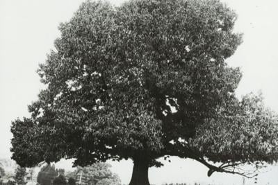 American chestnuts were known as the 'redwoods of the East.' National Archives and Records Administration, NAID: 7030668