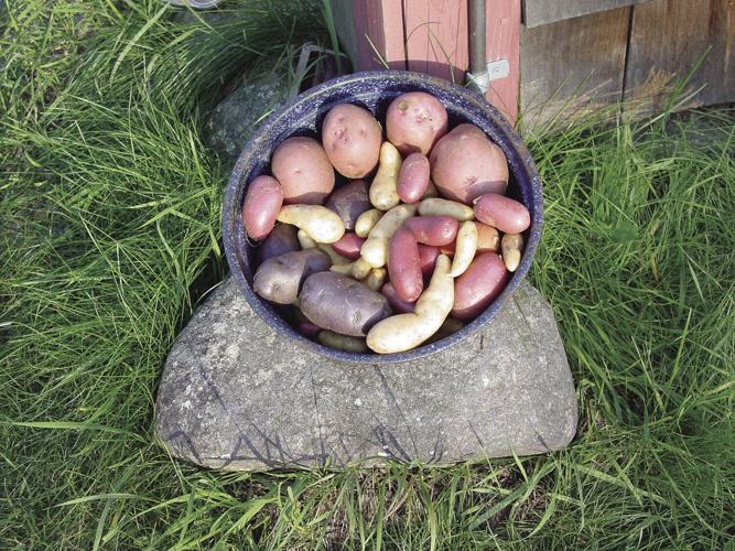 spuds.jpg.jpg