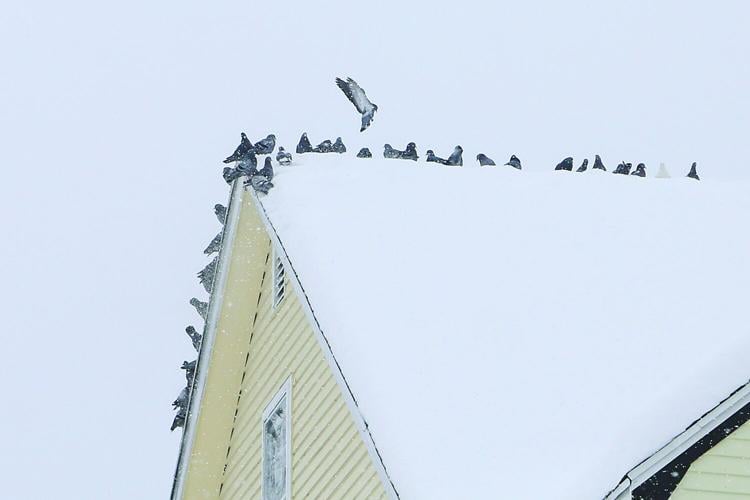 01-26-25 Snowstorm pigeon cluster