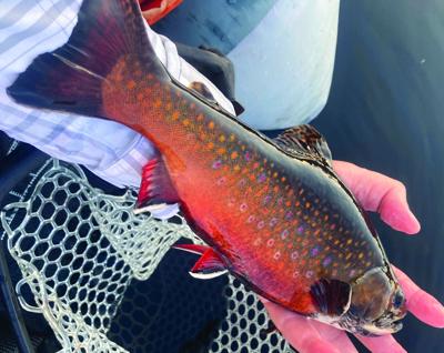 North Country Angler - trout in full troutliage