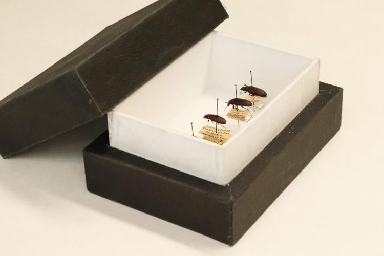 Early Europeans ate beetles and other creepy crawlies, reveals study