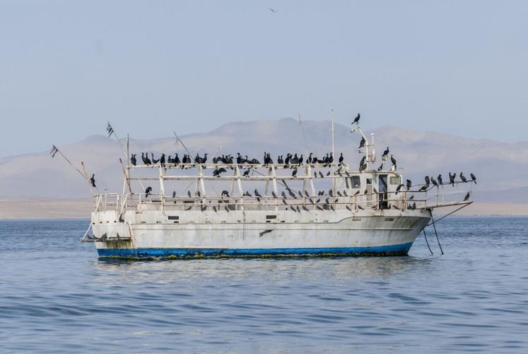 Birds are getting smaller all around the world, suggests study