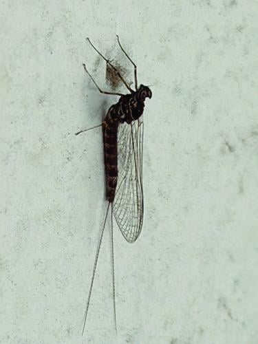 North Country Angling - Mayfly