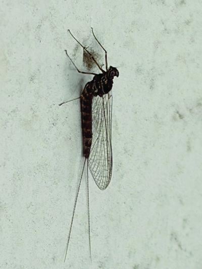 North Country Angling - Mayfly