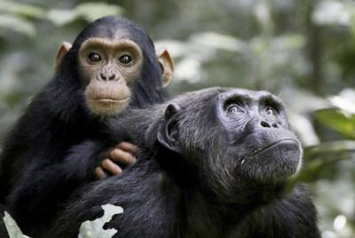 Chimps “engage in deadly battles with rival troops to raise reproductive success”