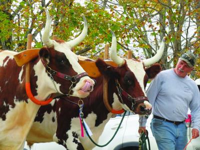 steers