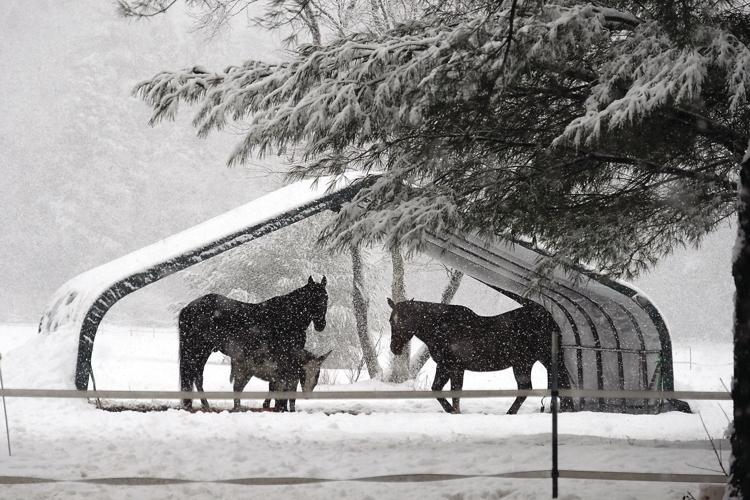 11-27-18 Storm_Horses shelter