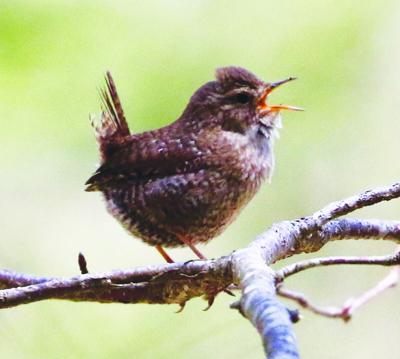 wren