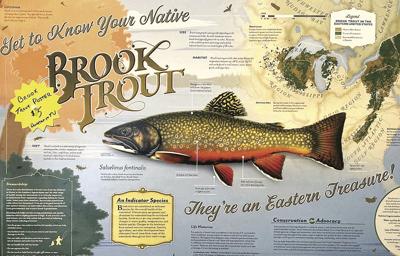 North Country Angling - brook trout 1