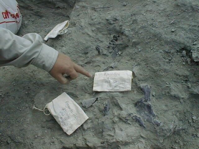 Dinosaur identified as new species 25 years after it was unearthed at brick works