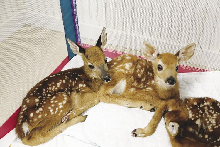 Wildlife Center fawns