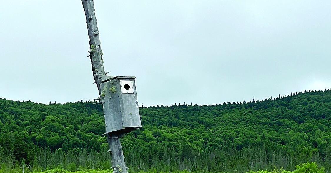 North Country Angling: Doughnuts, coffee and trout May 29, 2026 20 mins ago