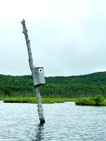 North Country Angling: Doughnuts, coffee and trout
