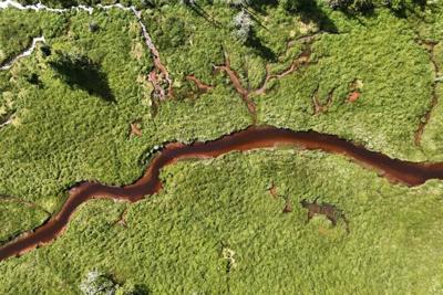 Increased carbon in runoff from land is turning freshwaters darker.