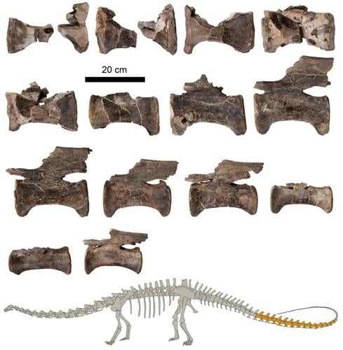 Fossilised Diplodocus found in Europe for the first time