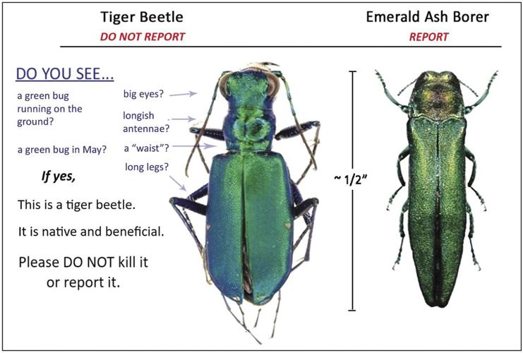EAB v tiger beetle