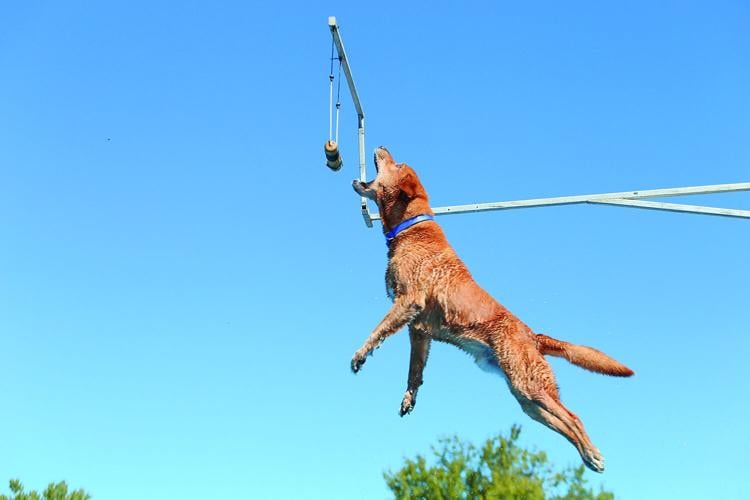 09-20-25 Bark in Park diving tight horizontal