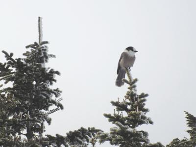 12-30-17 Parsons-Gray Jay on the summit of Mount Pierce