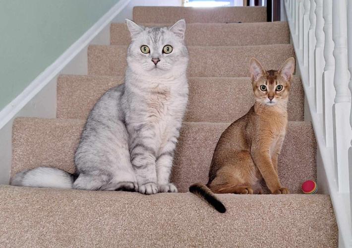 Cats could hold key to curing breast cancer and other deadly forms of the disease