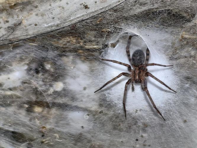 World’s largest spider web discovered