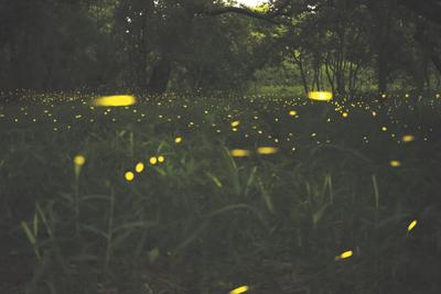 Notes from a Naturalist: Fireflies