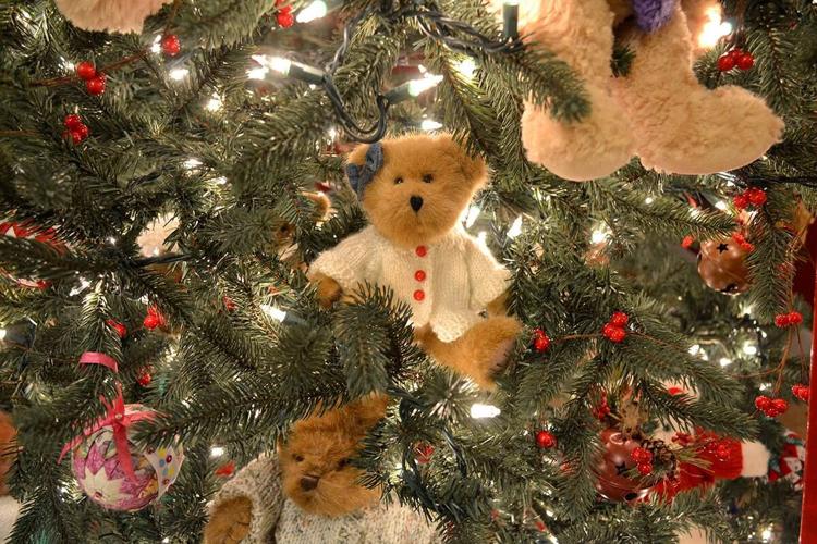 2019 teddy close up