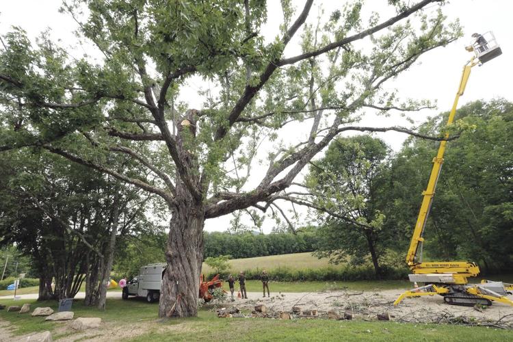 7-22-20 Giant tree pruning