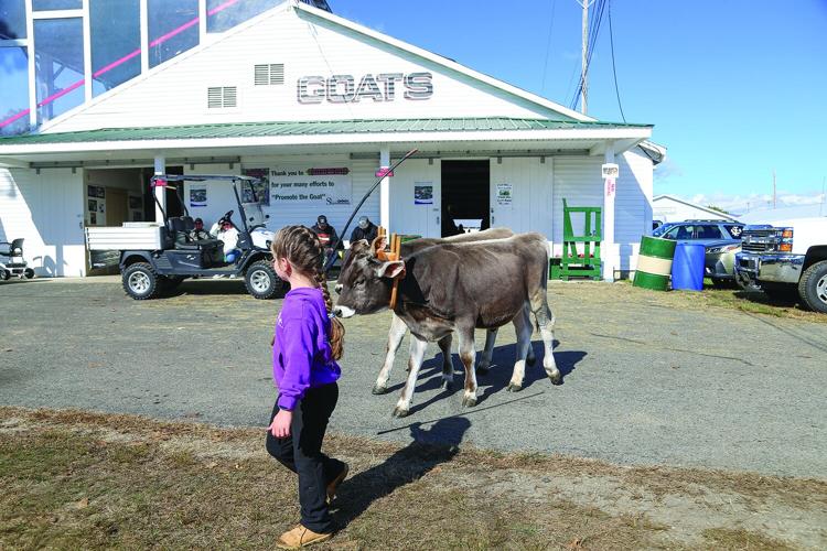 10-05-26 Fryeburg Fair leading steer