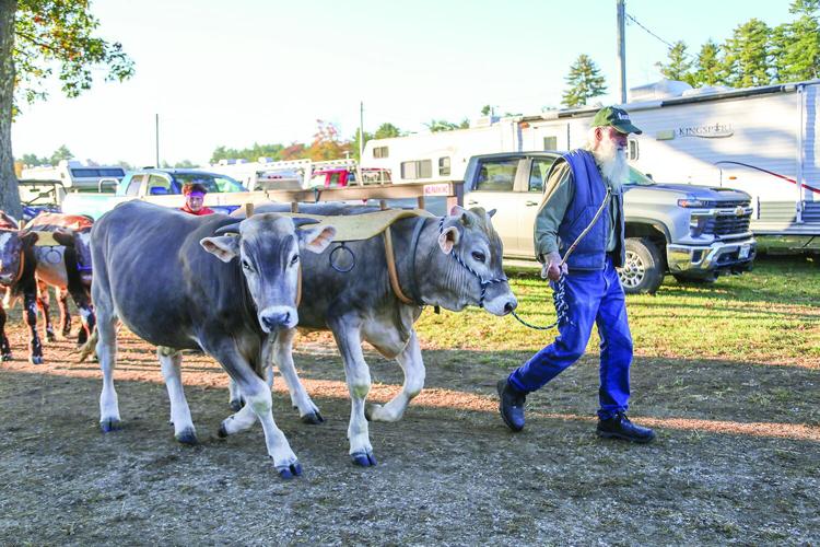 09-29-25 Fryeburg Fair leading steer side